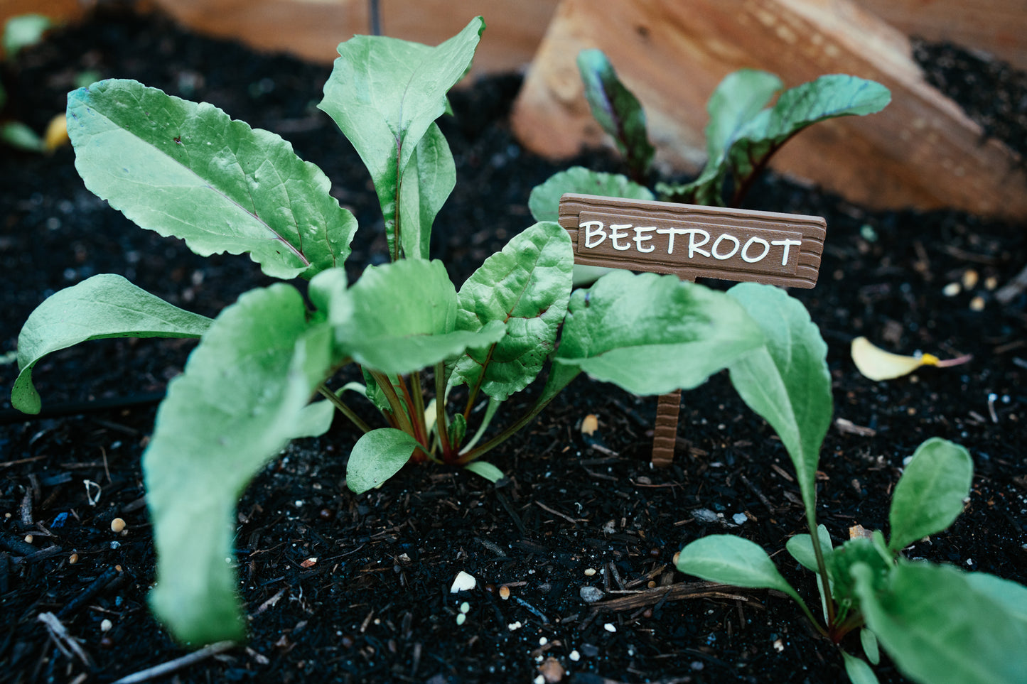 Vegetable & Herb Garden Plant Stake