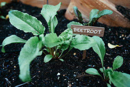 Vegetable & Herb Garden Plant Stake